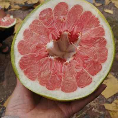 红心柚批发价格探析 优质货源，价优物美