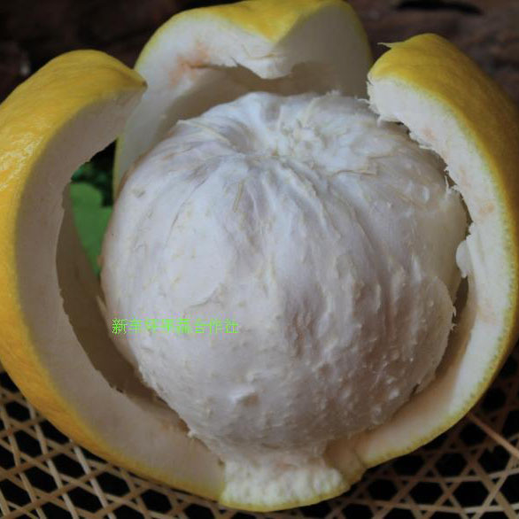 平乐沙田柚 源自桂林的甜蜜馈赠，新车坪合作社直供优质农产品