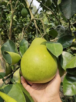 湖南怀化洪江雪峰柚，现摘直发，开启您的优质柚果批发之旅