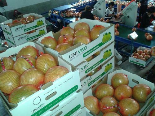 平和出口红肉蜜柚 新鲜天然无公害有机柚子批发指南