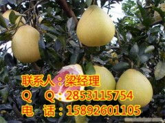 重庆柚子苗及红心蜜柚苗销售与批发指南