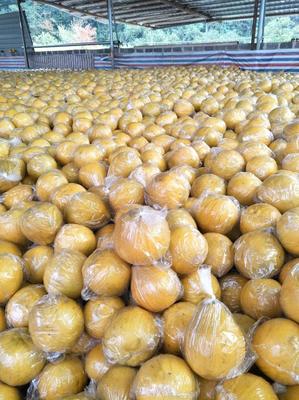 江永香柚 百年传承的“柚”惑，一块八的田园经济新活力