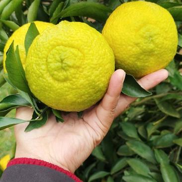 黄金贡柚产地直供 湖南怀化芷江2.80元/斤的甜蜜商机